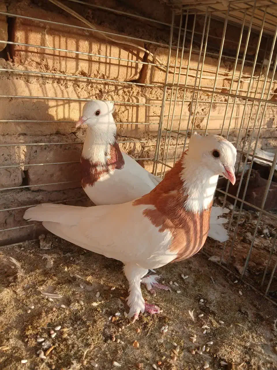 پرنده|پرنده|آران و بیدگل, |دیوار