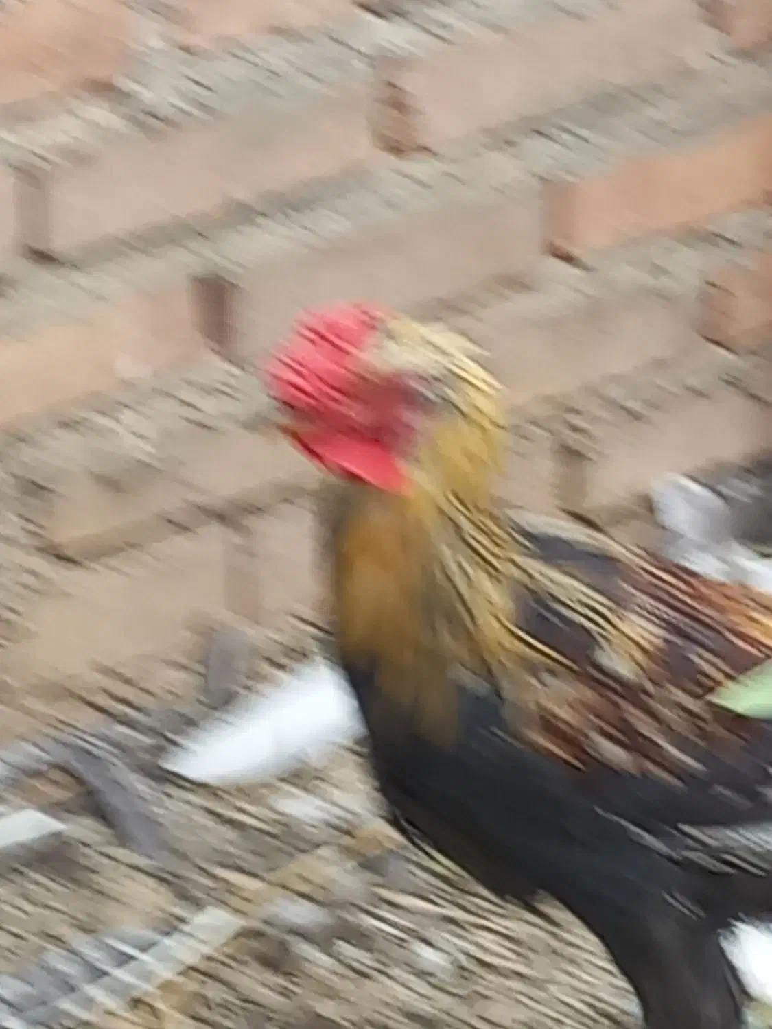 تعدادی خروس برهما بوقلمون نر سنگین وخروس گلین|حیوانات مزرعه|عجب شیر, |دیوار