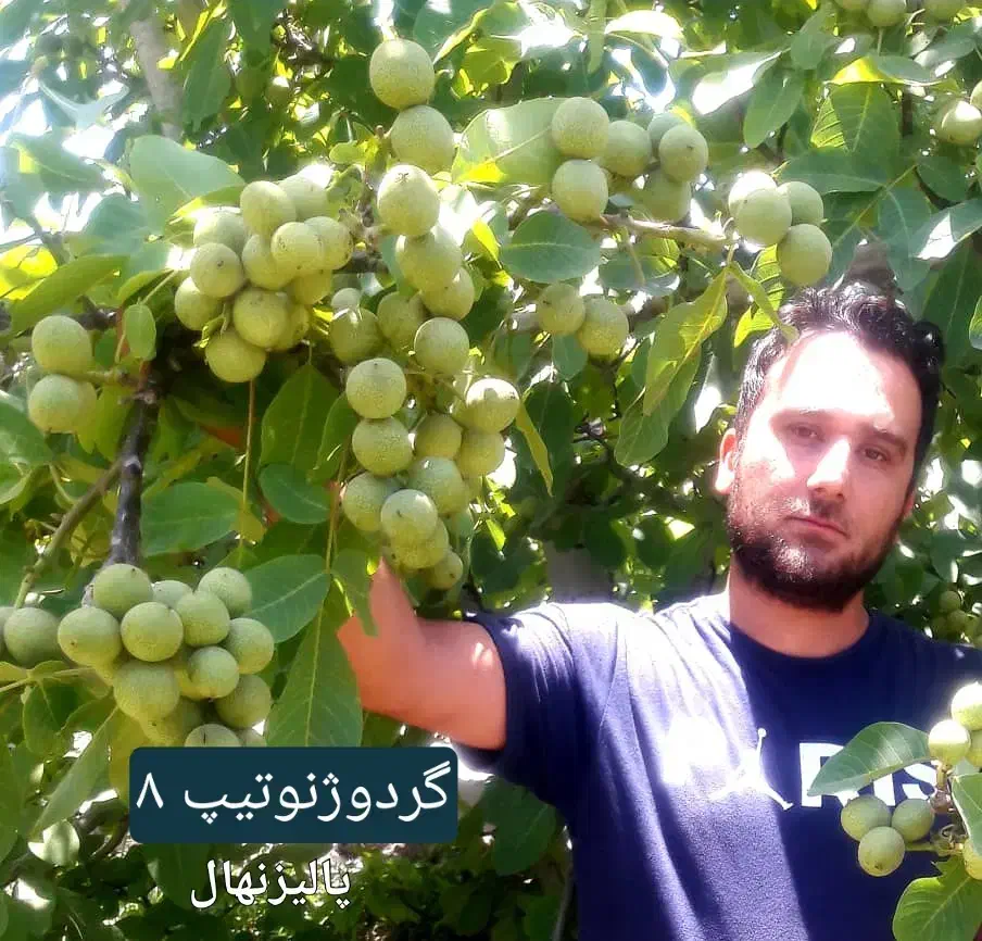 نهالستان گردو و بادام دیرگل و پر بار پالیز|خدمات باغبانی و درختکاری|اصفهان, آزادگان|دیوار