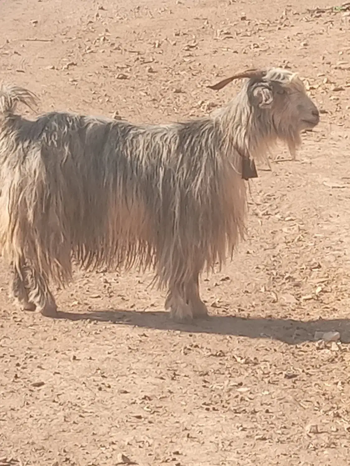 میش.بز.بزغاله.گاو.گوساله|حیوانات مزرعه|اردل, |دیوار