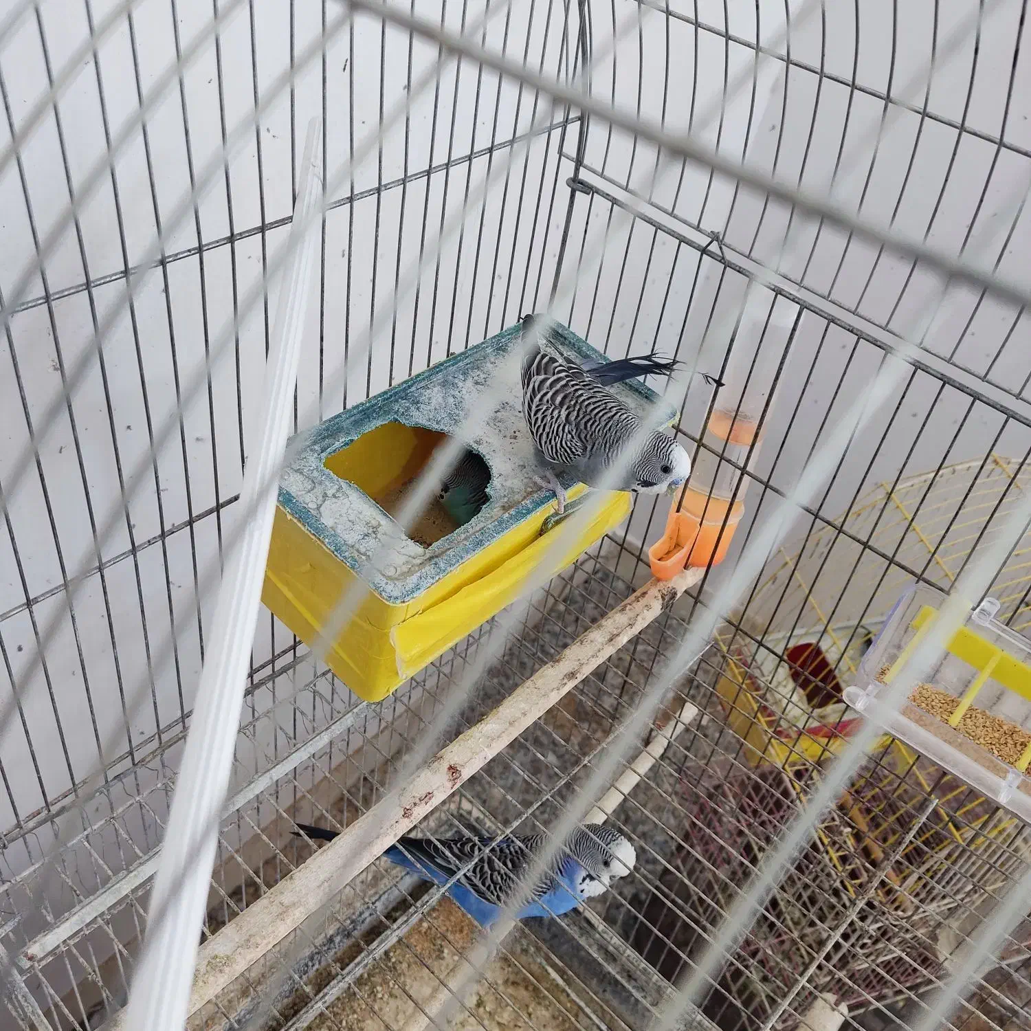 مرغ عشق مولد قفسی|پرنده|قم, شهرک قدس|دیوار