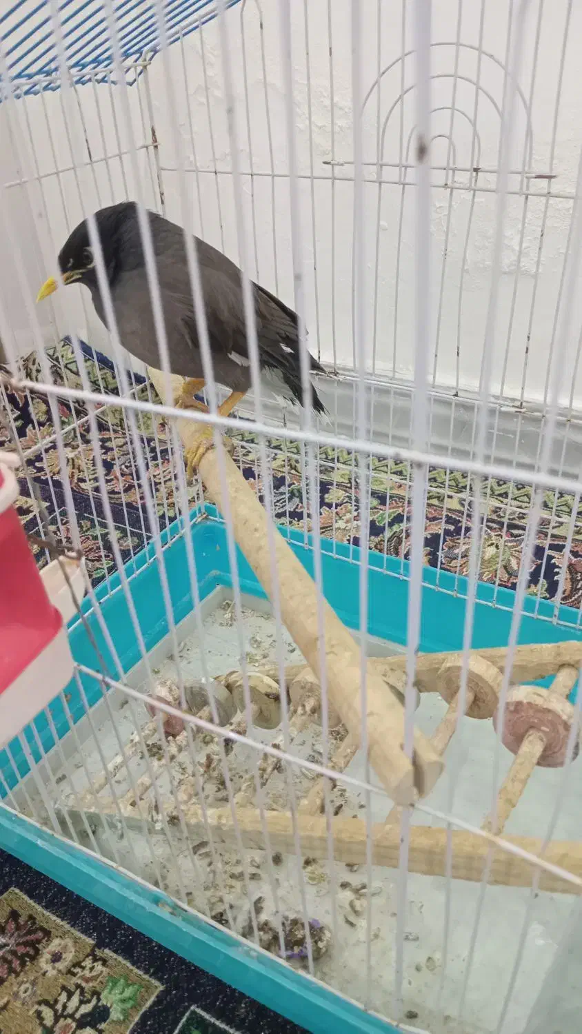 مرغ مینامعاوضه باقناری مست یاانگشتر|پرنده|ایلام, |دیوار