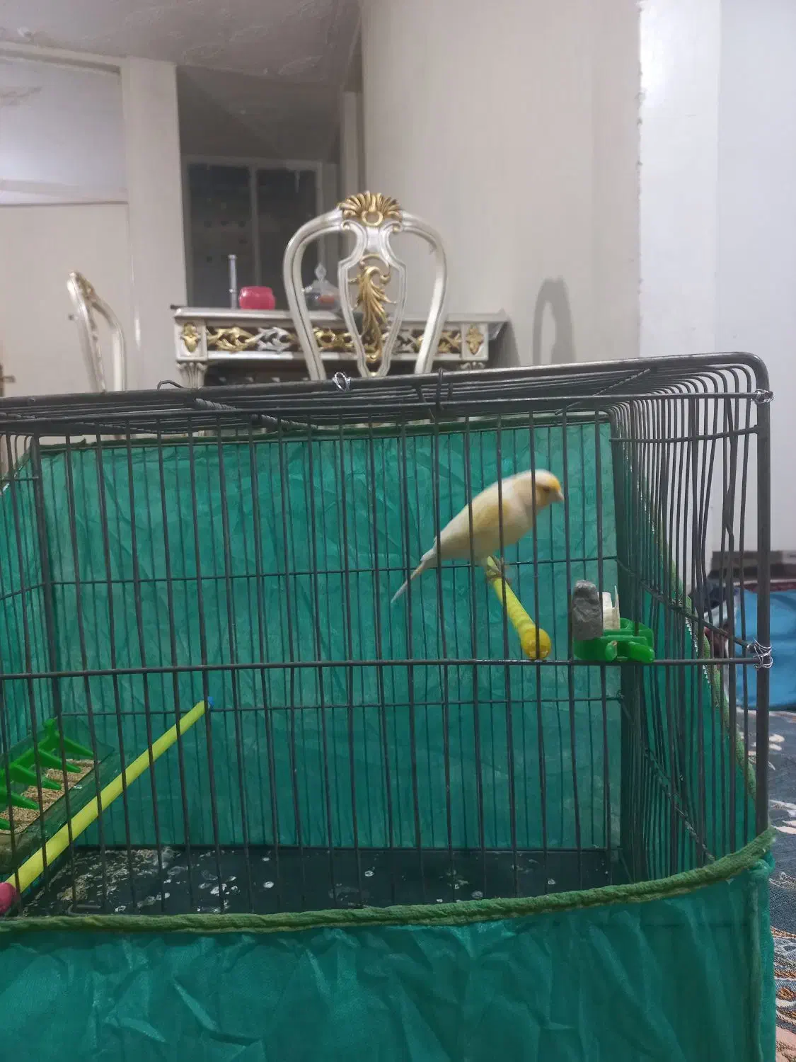 قناری ماده|پرنده|ملایر, |دیوار