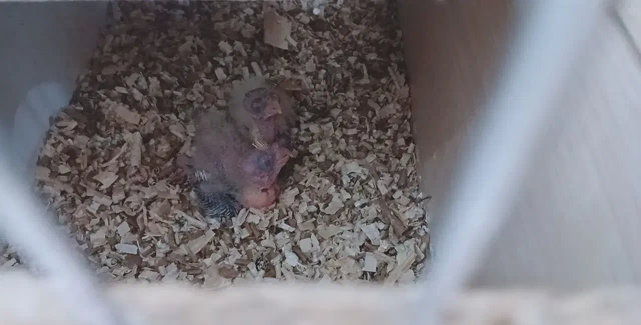 عروس هلندی به همراه دو جوجه ۲۰ روز ه|پرنده|بن, |دیوار