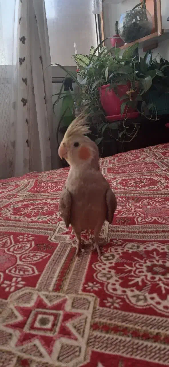 گمشده|حیوانات|تهران, شاهین|دیوار