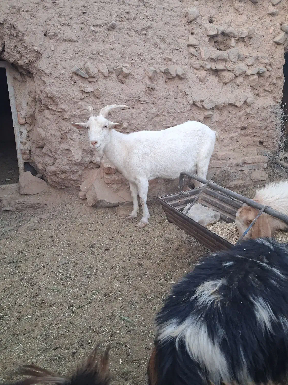بز سانن|حیوانات مزرعه|بیرجند, |دیوار