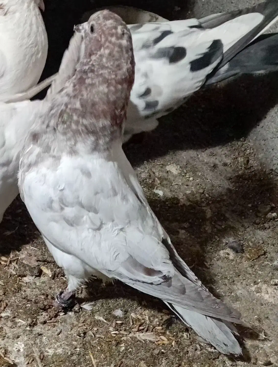 کفتر|پرنده|مشگین شهر, |دیوار