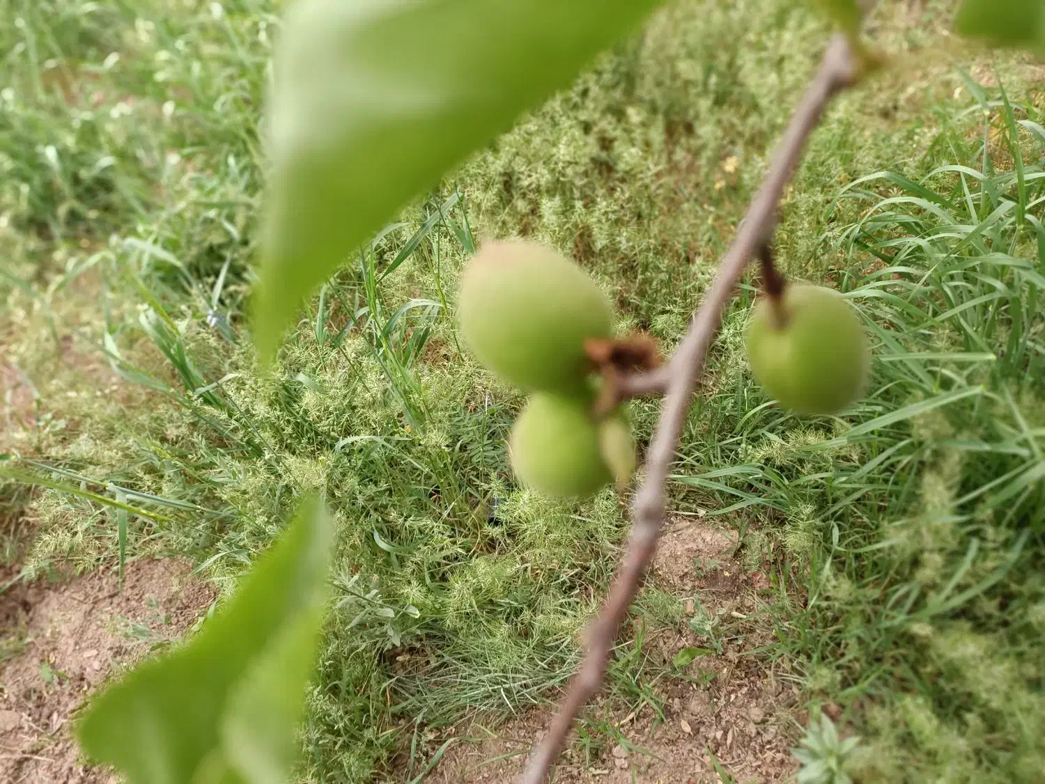 باغ شفیع اباد|فروش زمین و ملک کلنگی|قزوین, |دیوار