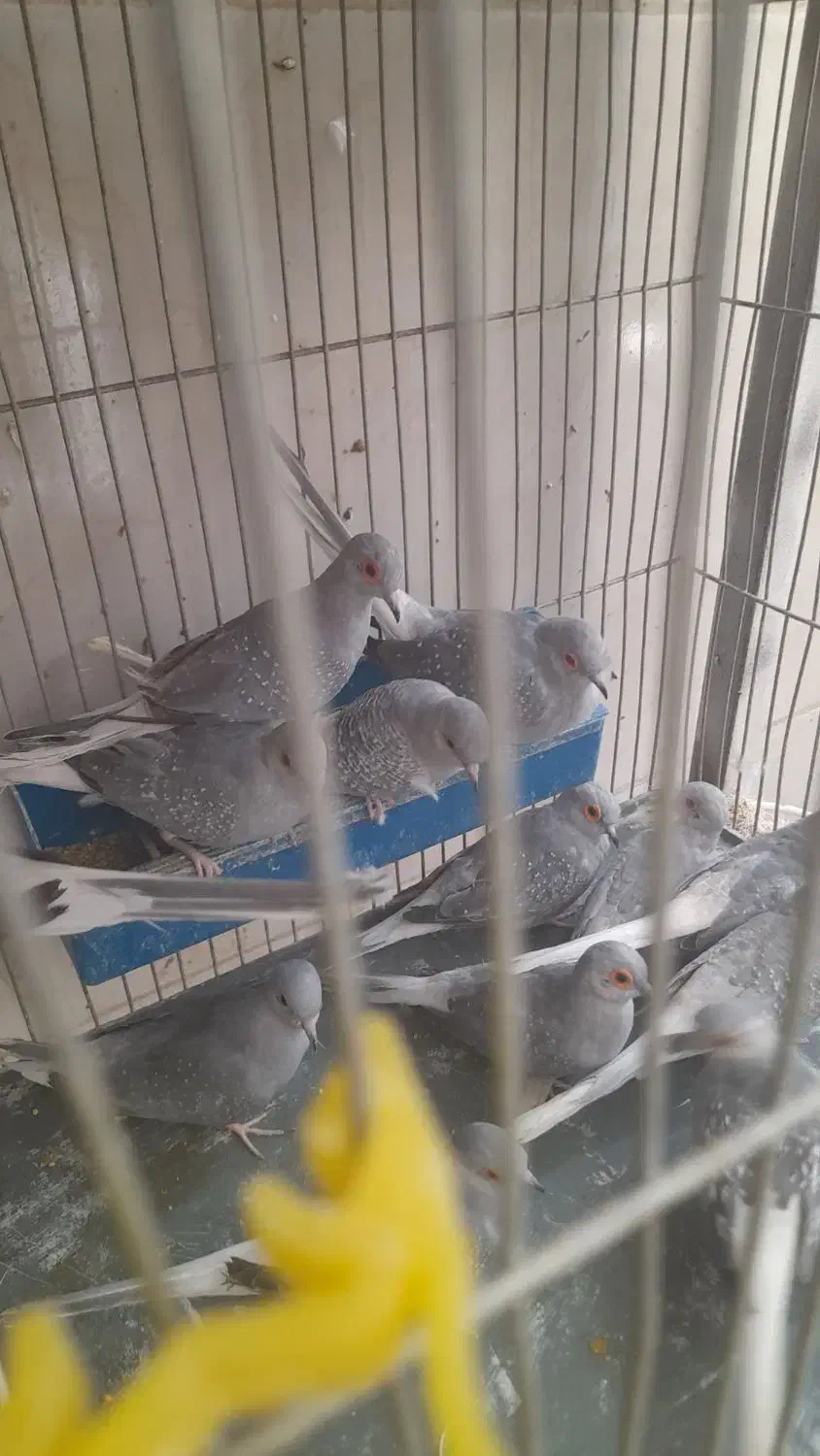 کبوتر خانگی الماسی نروماده|پرنده|فولادشهر, مسکن مهر فولادشهر|دیوار