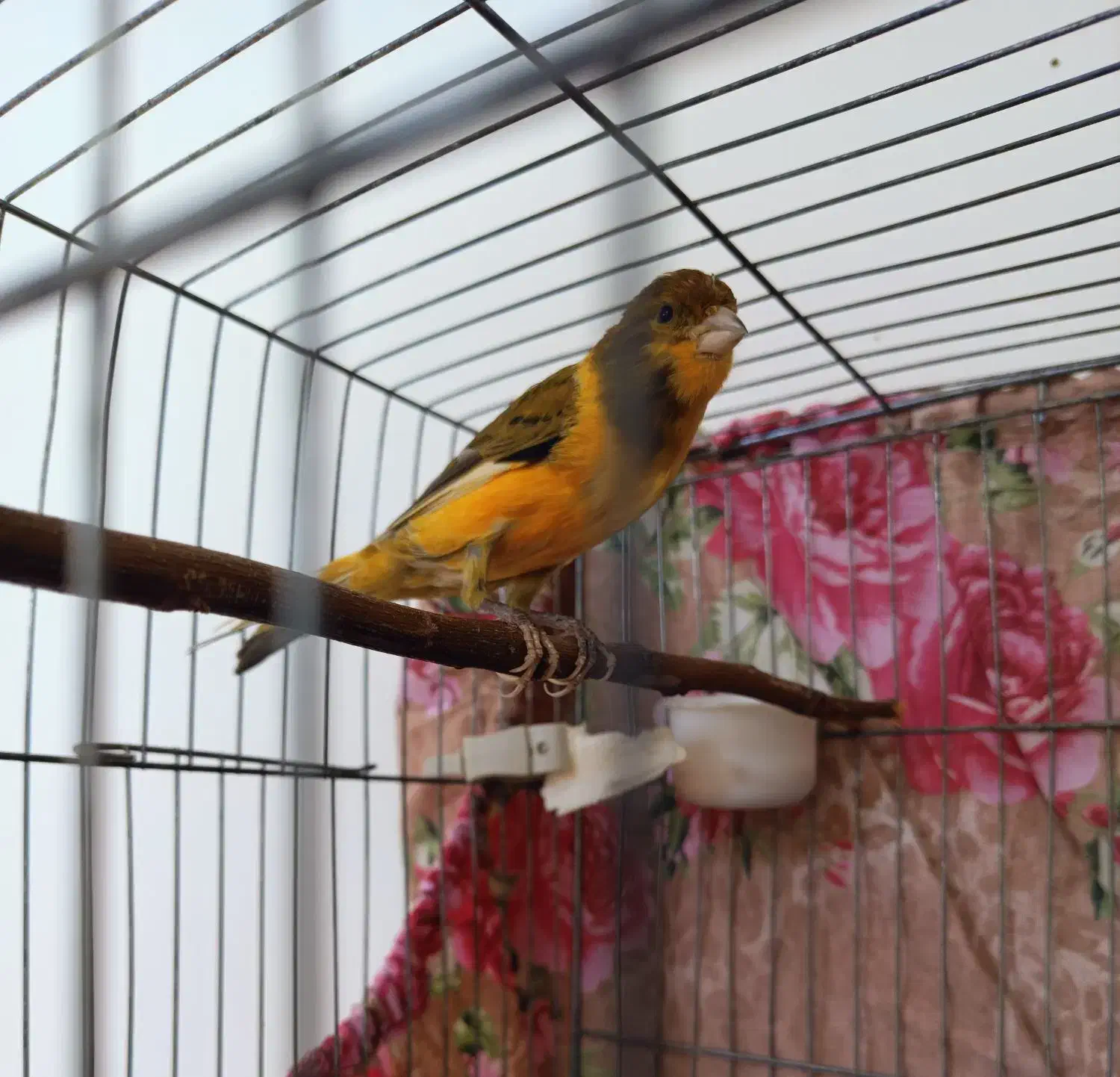 قناری پرتقالی ابلغ رنگ خاص قواره داررسمی|پرنده|صباشهر, |دیوار