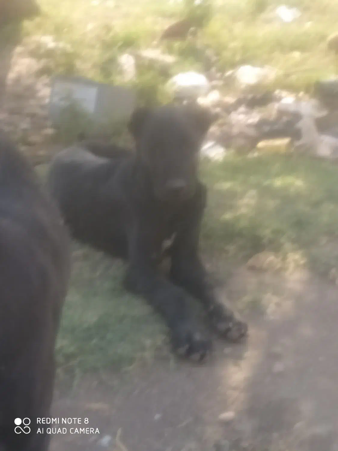 سگ گمشده|سگ|کهک, |دیوار