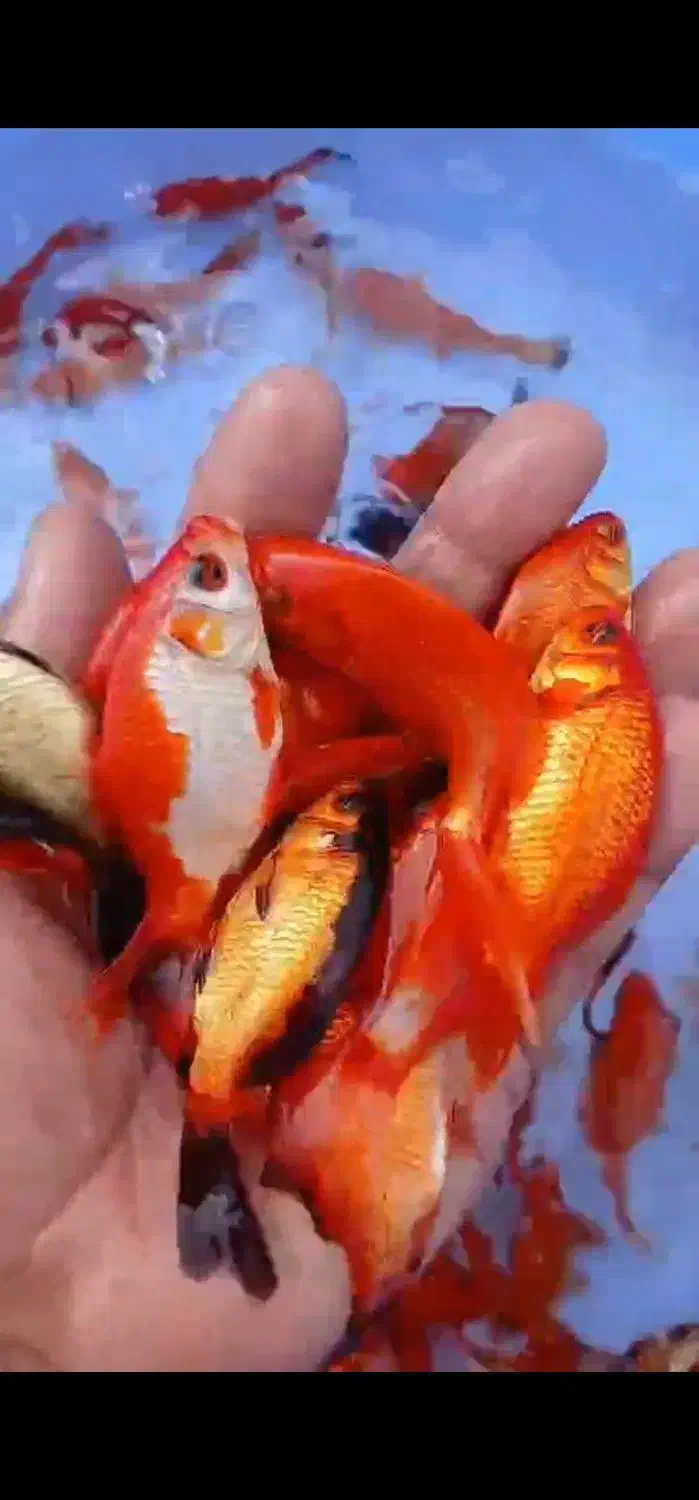 فروش عمده ماهی قرمز و گلفیش شب عیدی و مخصوص شکار|ماهی|گنبد کاووس, |دیوار