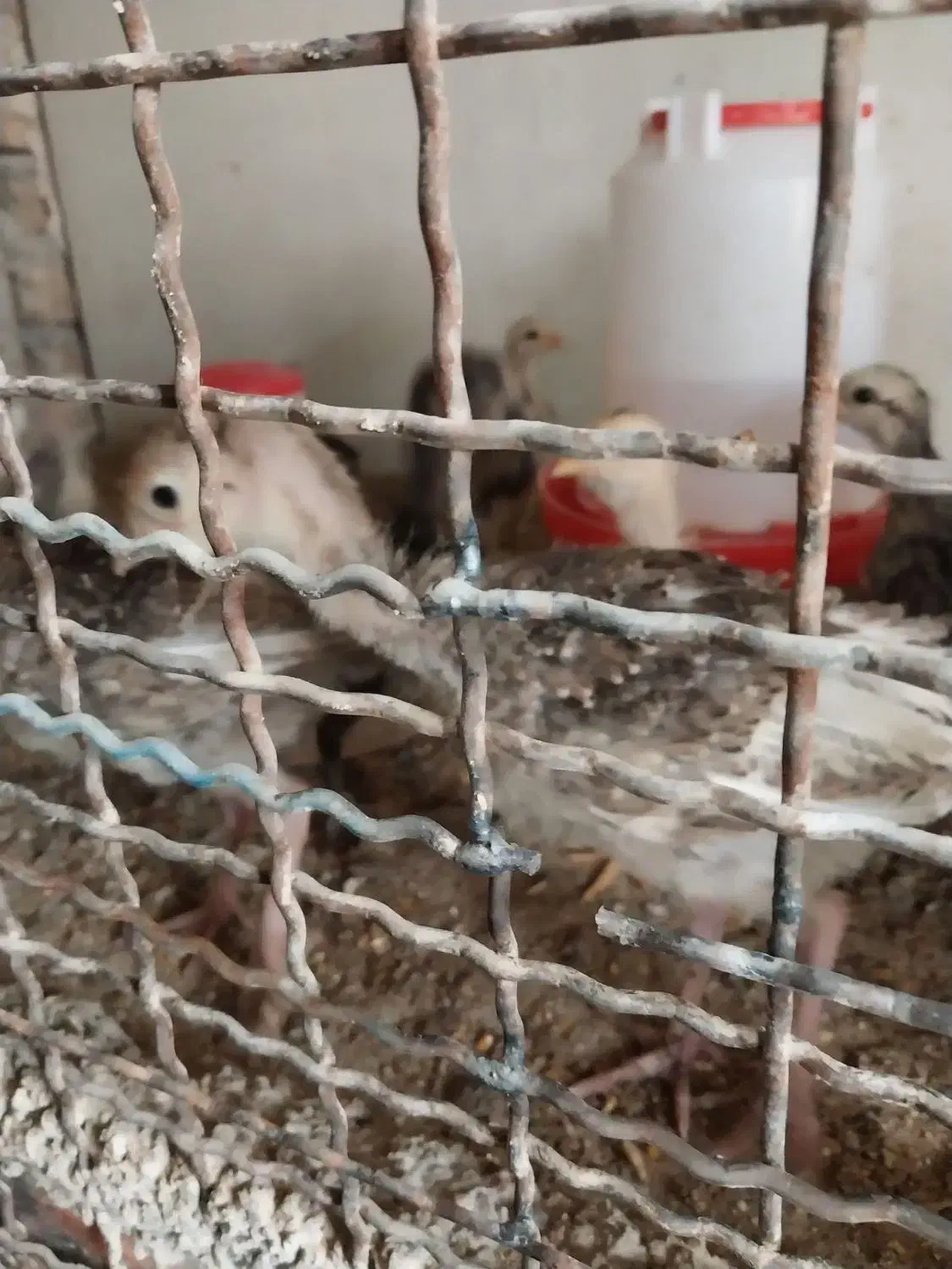 جوجه بوقلمون|حیوانات مزرعه|ماهدشت, |دیوار