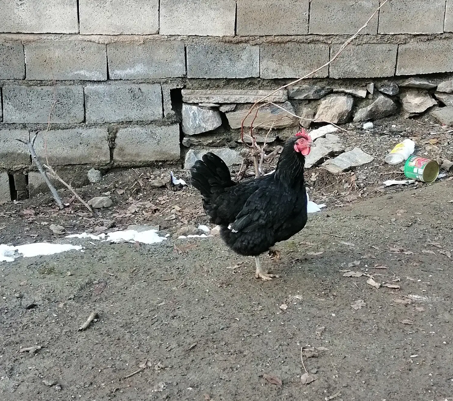 مرغ محلی|حیوانات مزرعه|نمشیر, |دیوار