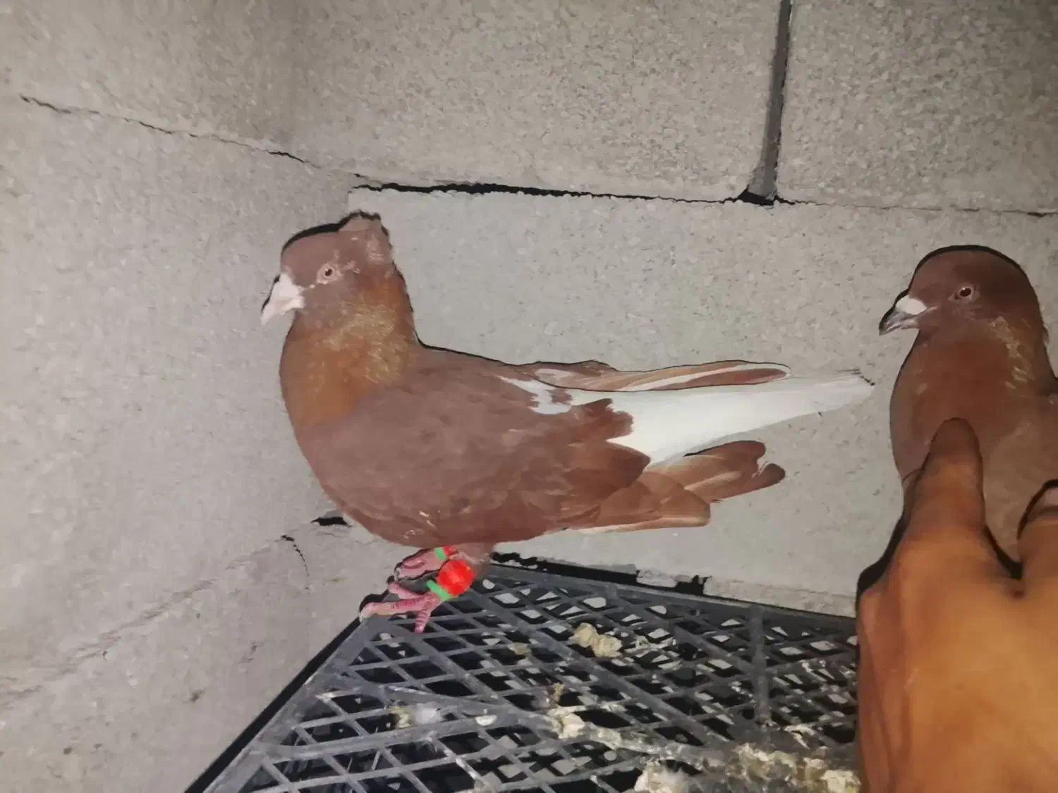 اشعل|پرنده|شوشتر, |دیوار