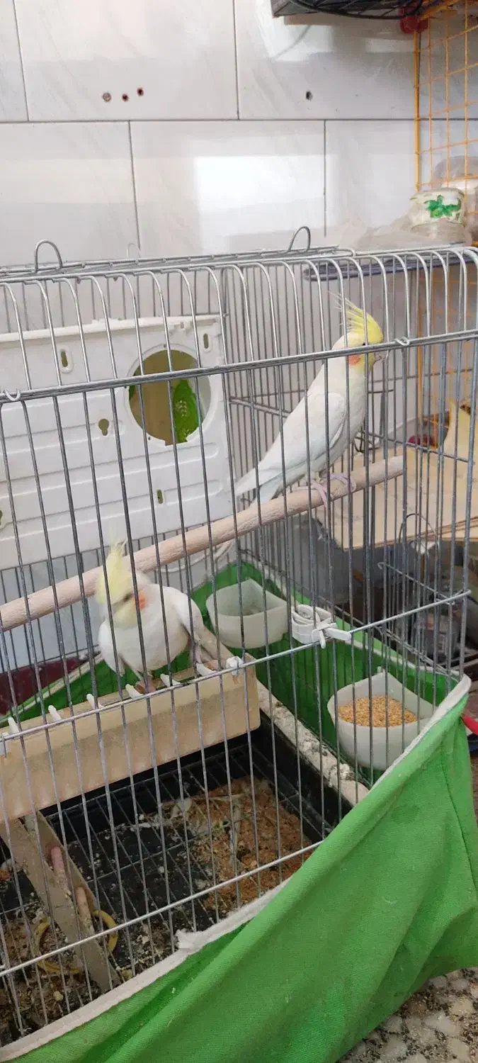 عروس هلندی لوتینو|پرنده|سقز, |دیوار