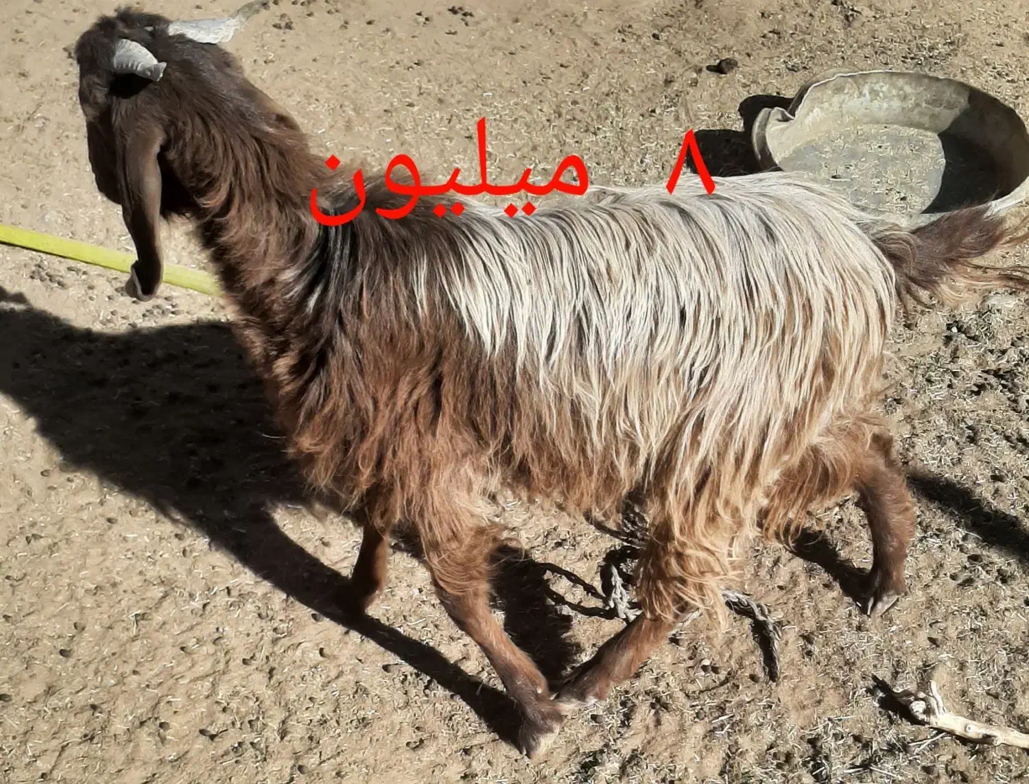 گوسفند|حیوانات مزرعه|سیب و سوران, |دیوار