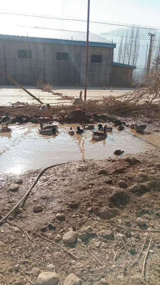 اردک کله سبز پروازی|حیوانات مزرعه|دماوند, دماوند|دیوار