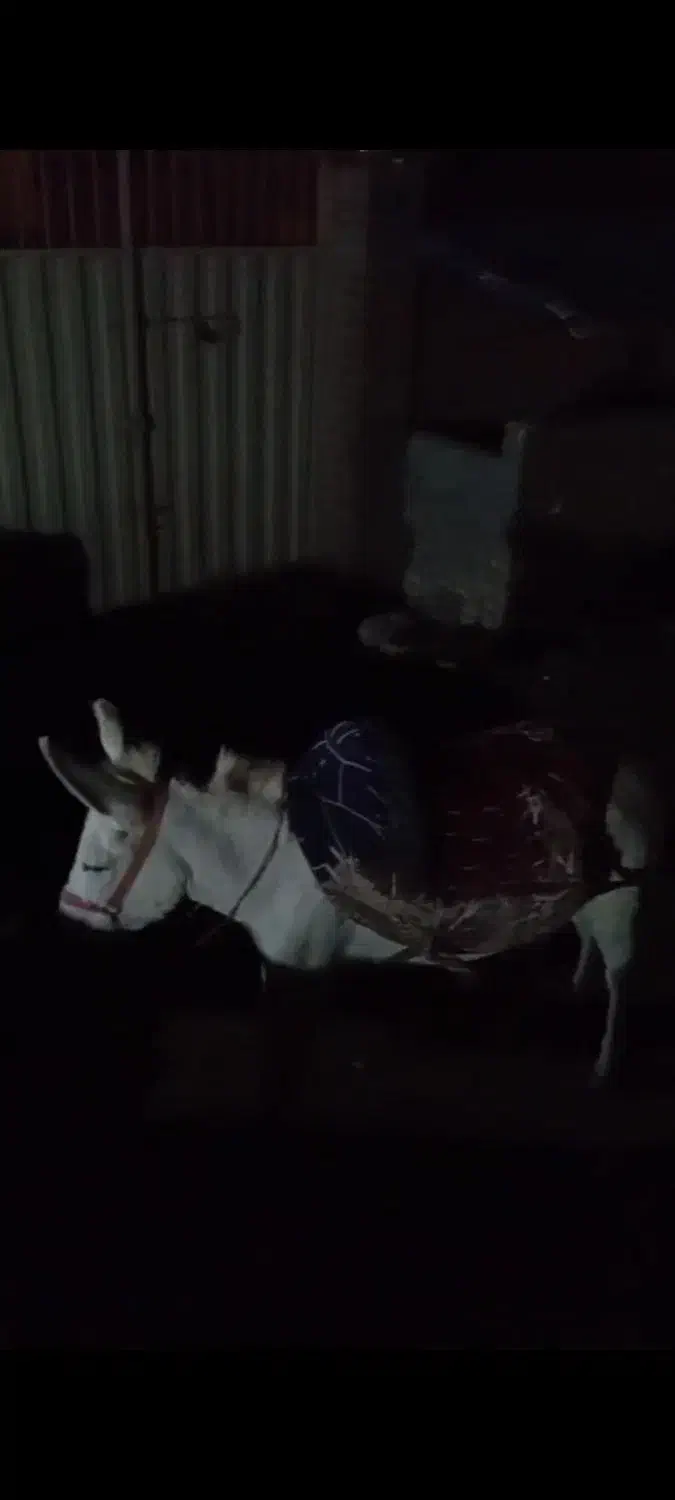 الاغ گله ای|حیوانات مزرعه|قزوین, |دیوار