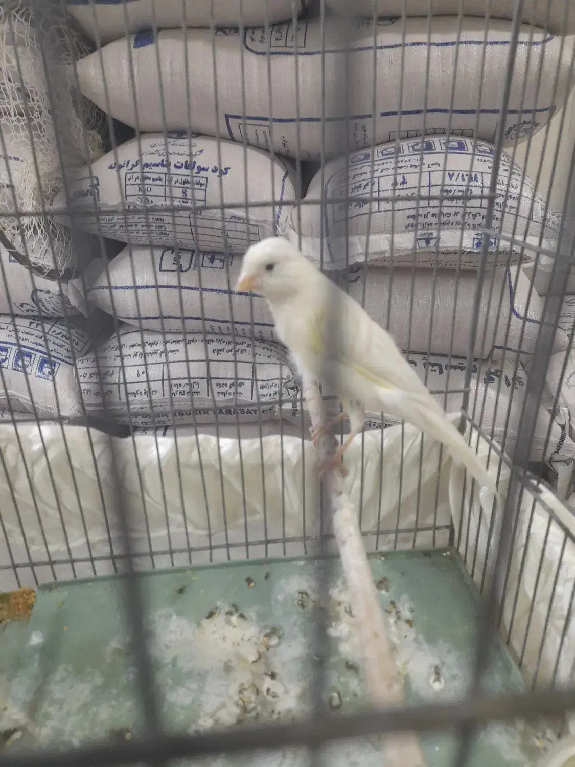 قناری نر بخون بلند|پرنده|اسلام‌شهر, مظفریه|دیوار