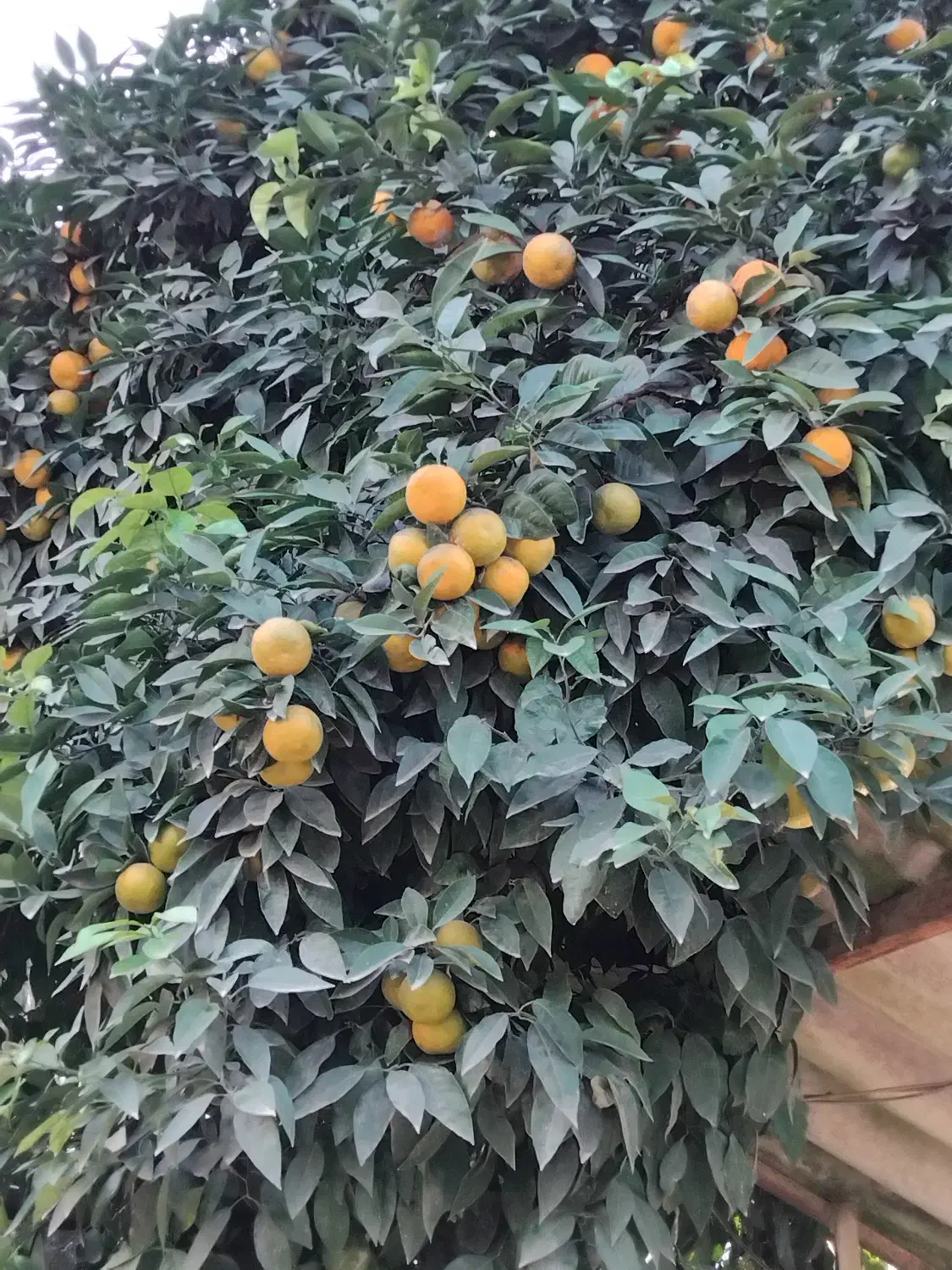 فروش نارنج پرآب|خوردنی و آشامیدنی|بابکان, |دیوار