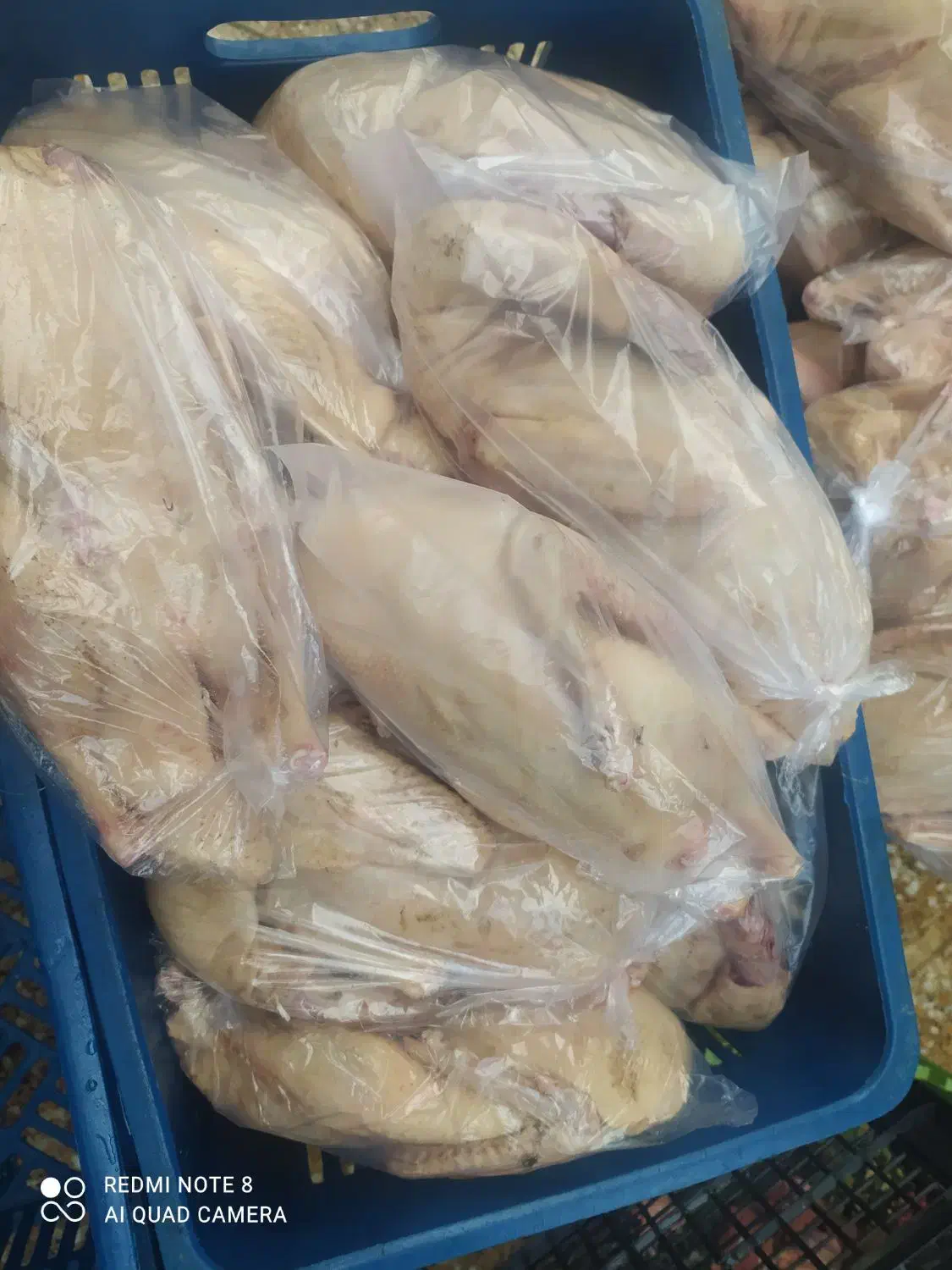 مرغ و خروس و بوقلمون محلی|خوردنی و آشامیدنی|رشت, بازار|دیوار