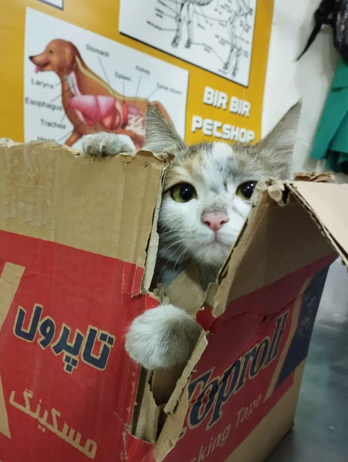 مرکز دامپزشکی بیربیر|خدمات آرایشگری و زیبایی|ارومیه, |دیوار