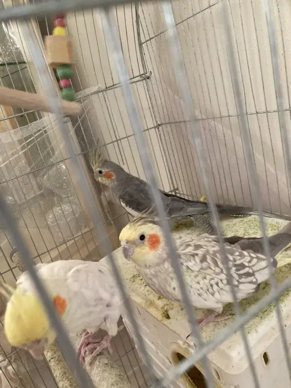 عروس هلندی|پرنده|کرج, کارخانه قند|دیوار