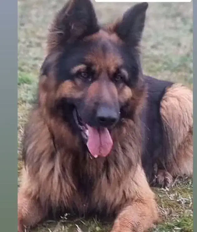 دزدیده شدن سگ ژرمن|حیوانات|لولمان, |دیوار