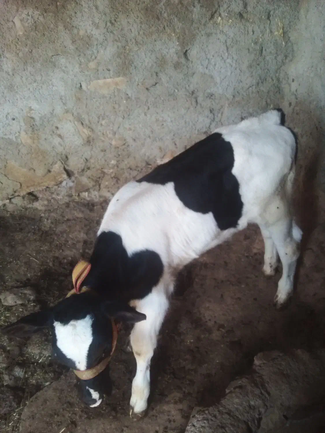 فروش فوری گاو و گوساله نر هلشتاین|حیوانات مزرعه|مسجد سلیمان, |دیوار