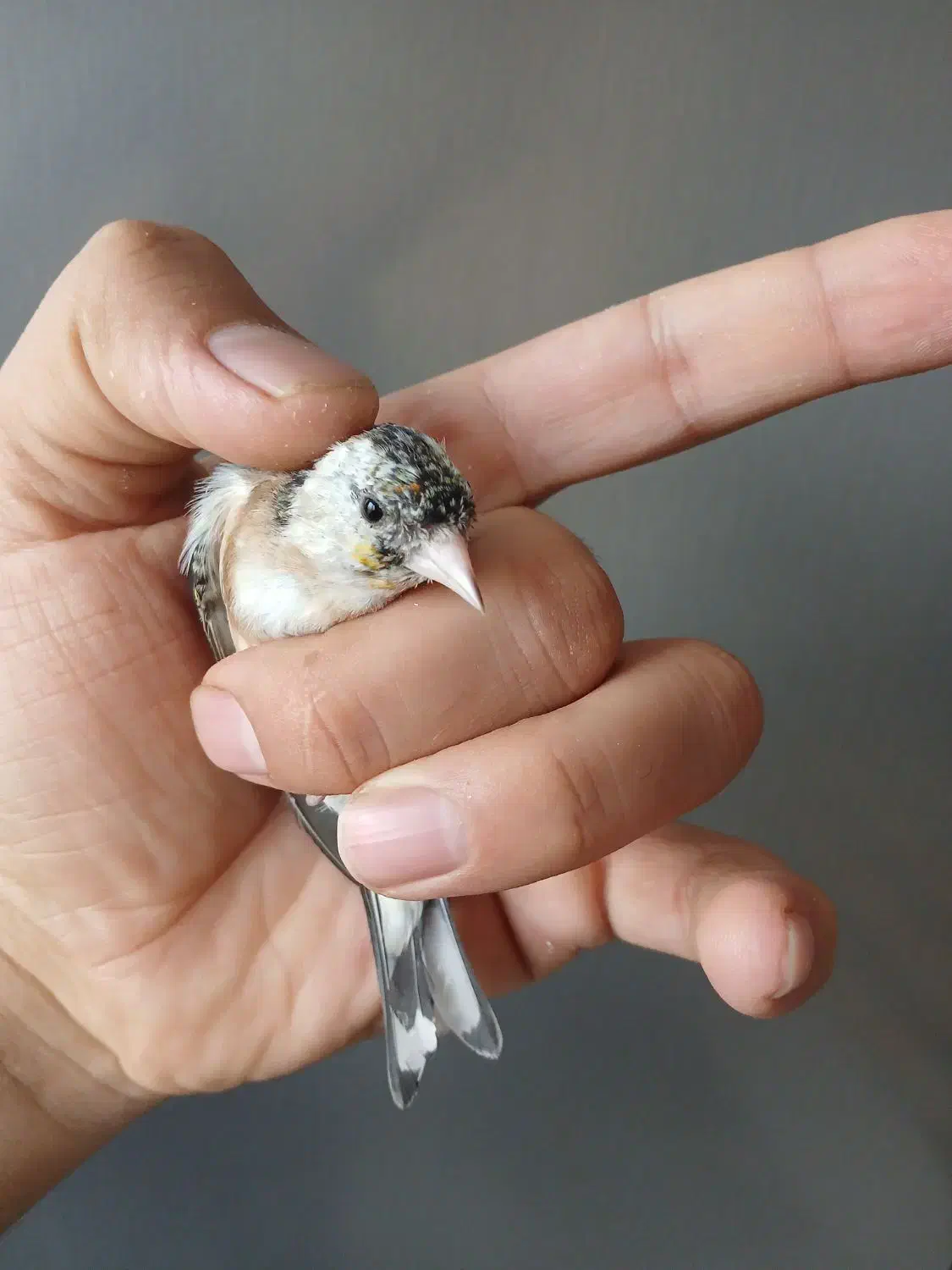 سهره ماده گل نقره ای رنگ روشن|پرنده|فردیس, شهرک ناز|دیوار