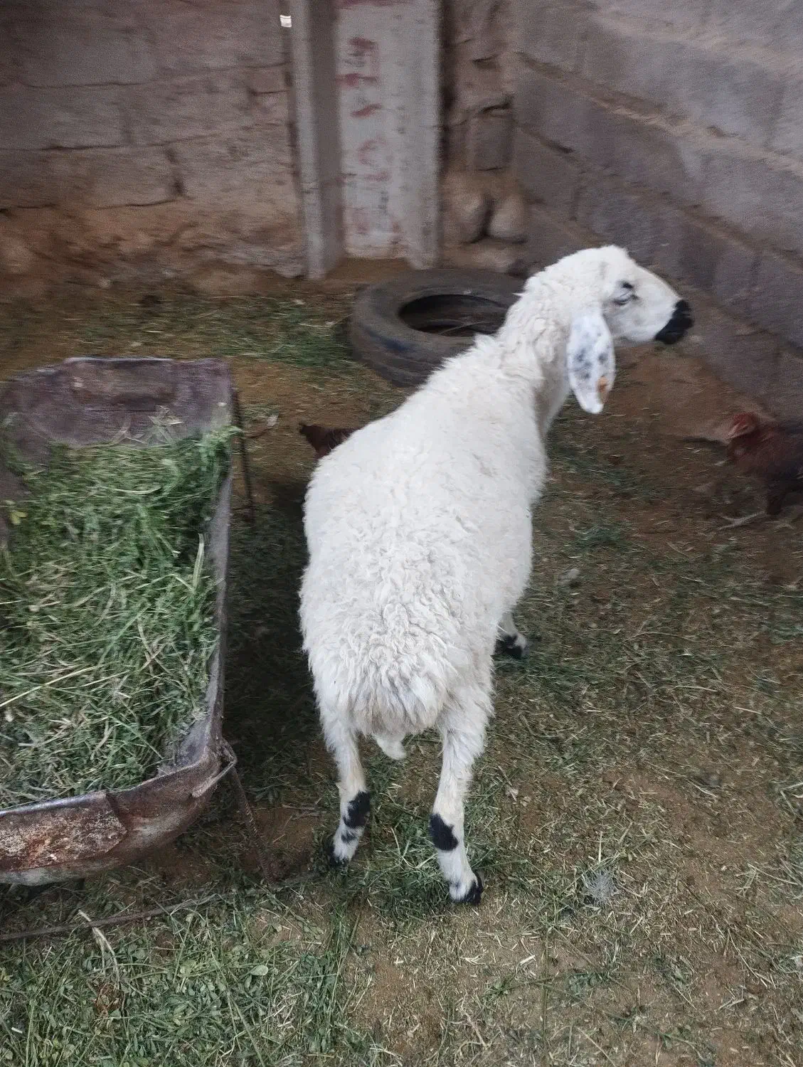 سلام دوستان گوسفند دوماه ابسته قیمت 11میلیون|حیوانات مزرعه|میرجاوه, |دیوار