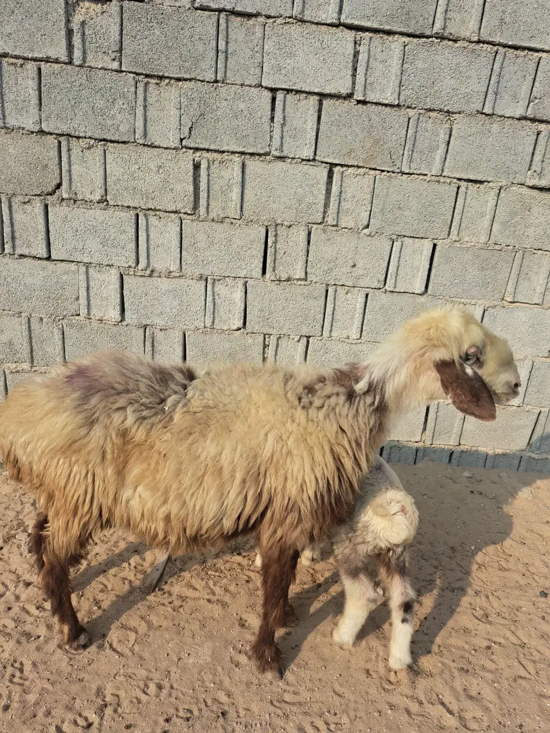 میش شکم دوم دوقلوزا  با بره نر|حیوانات مزرعه|آبپخش, |دیوار