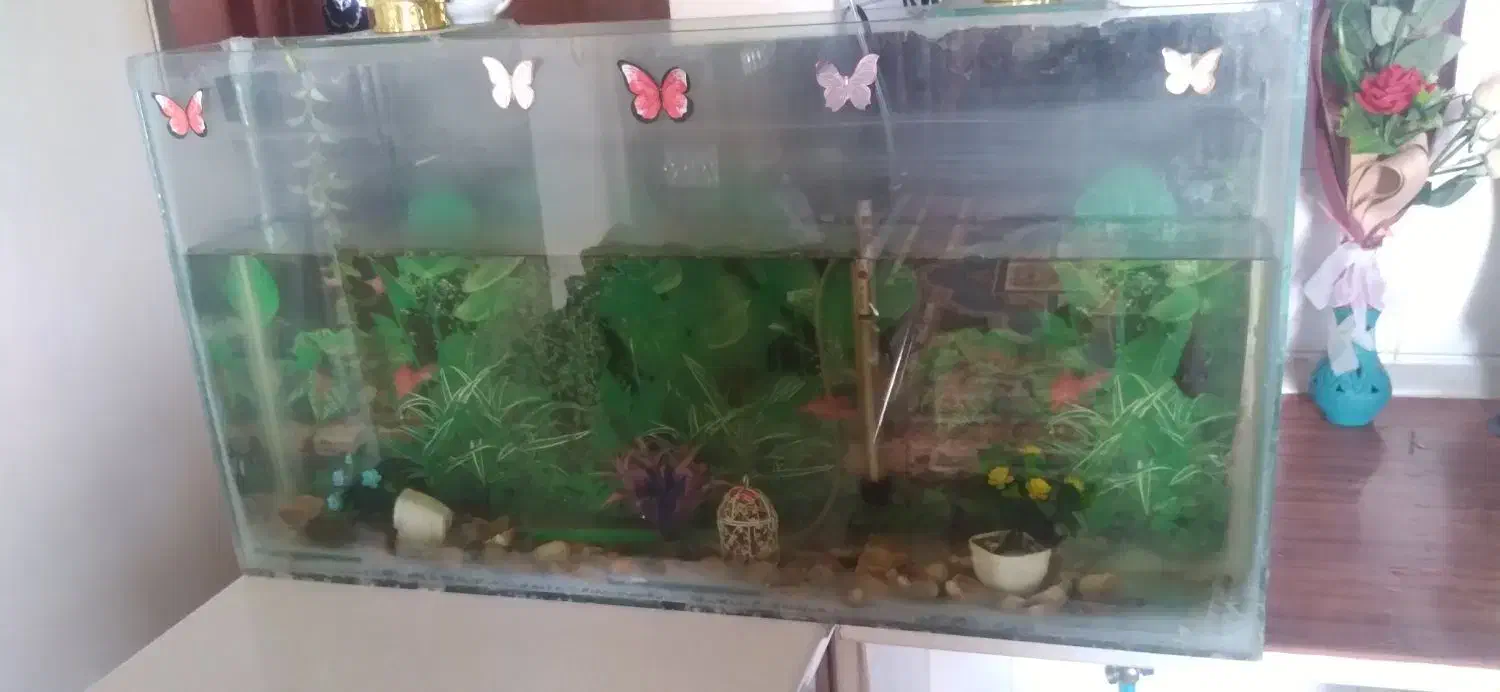 آکواریوم ماهی سالم طول ۸۵ عرض ۱۵ و ارتفاع۴۵|ماهی|شاهینشهر, شهرک گلدیس|دیوار