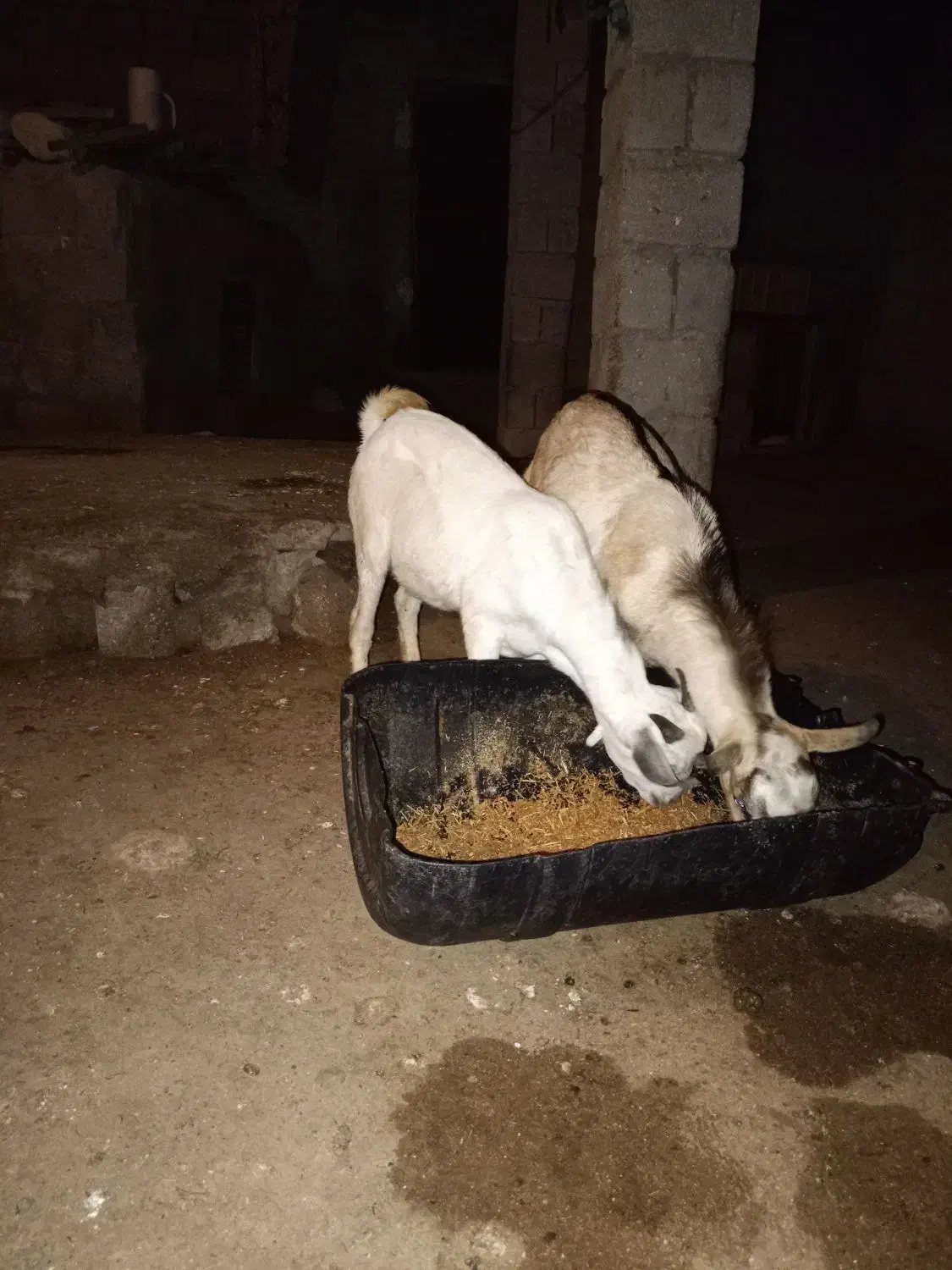 نری|حیوانات مزرعه|قشم, |دیوار