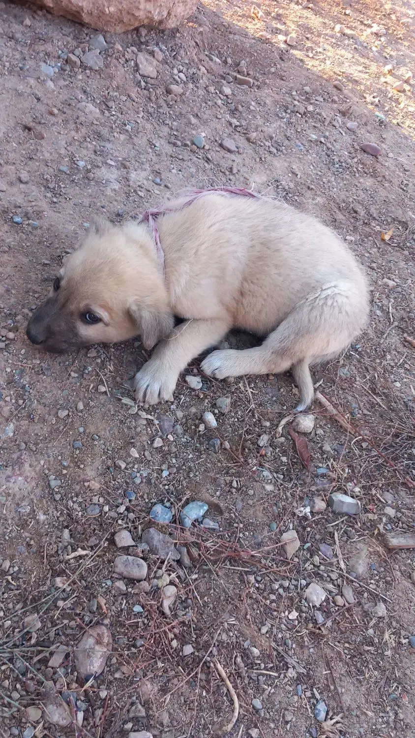 سگ..|سگ|هشتگرد, شهرک راه آهن|دیوار