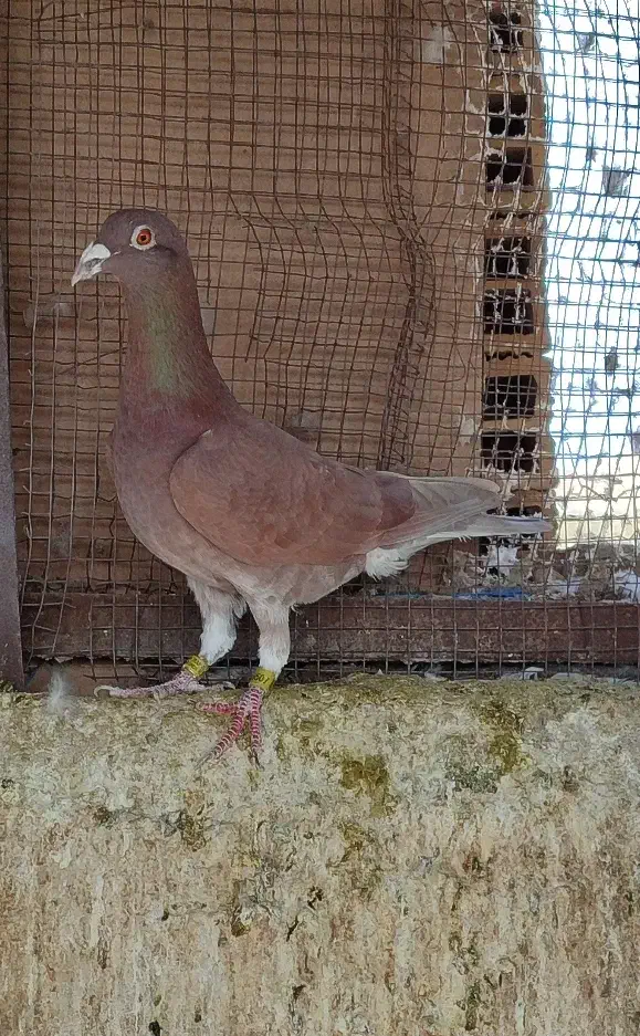 کبوتر|پرنده|شوشتر, |دیوار