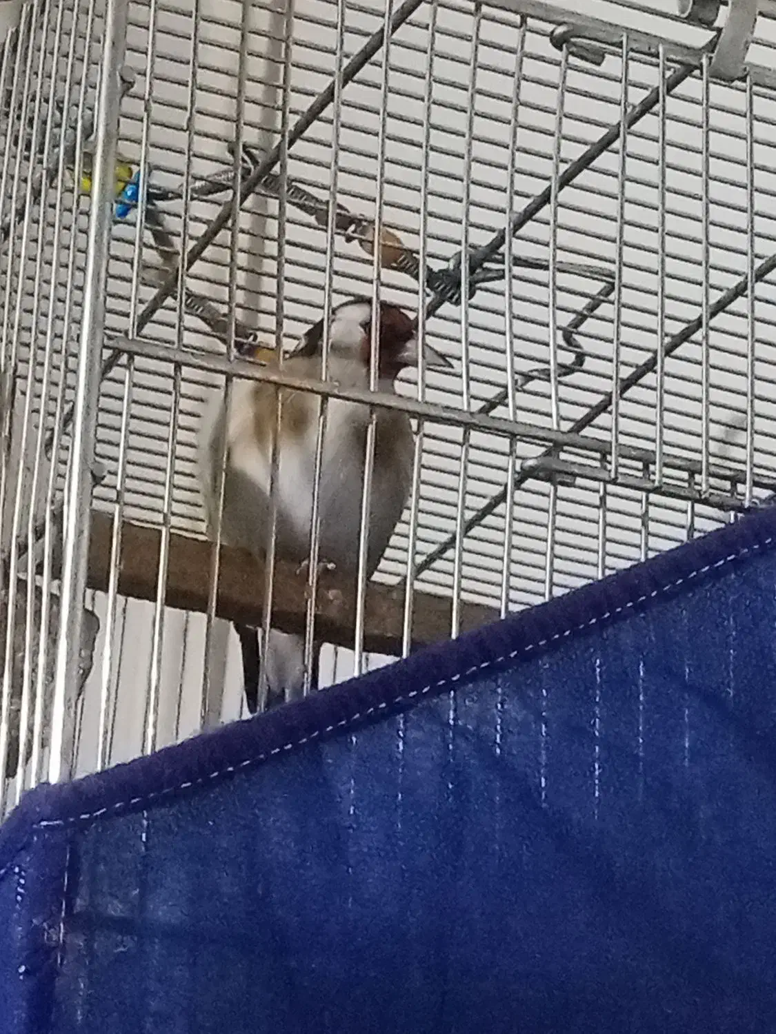 سهره مست مست بخوان دهن مجلسی|پرنده|صحنه, |دیوار