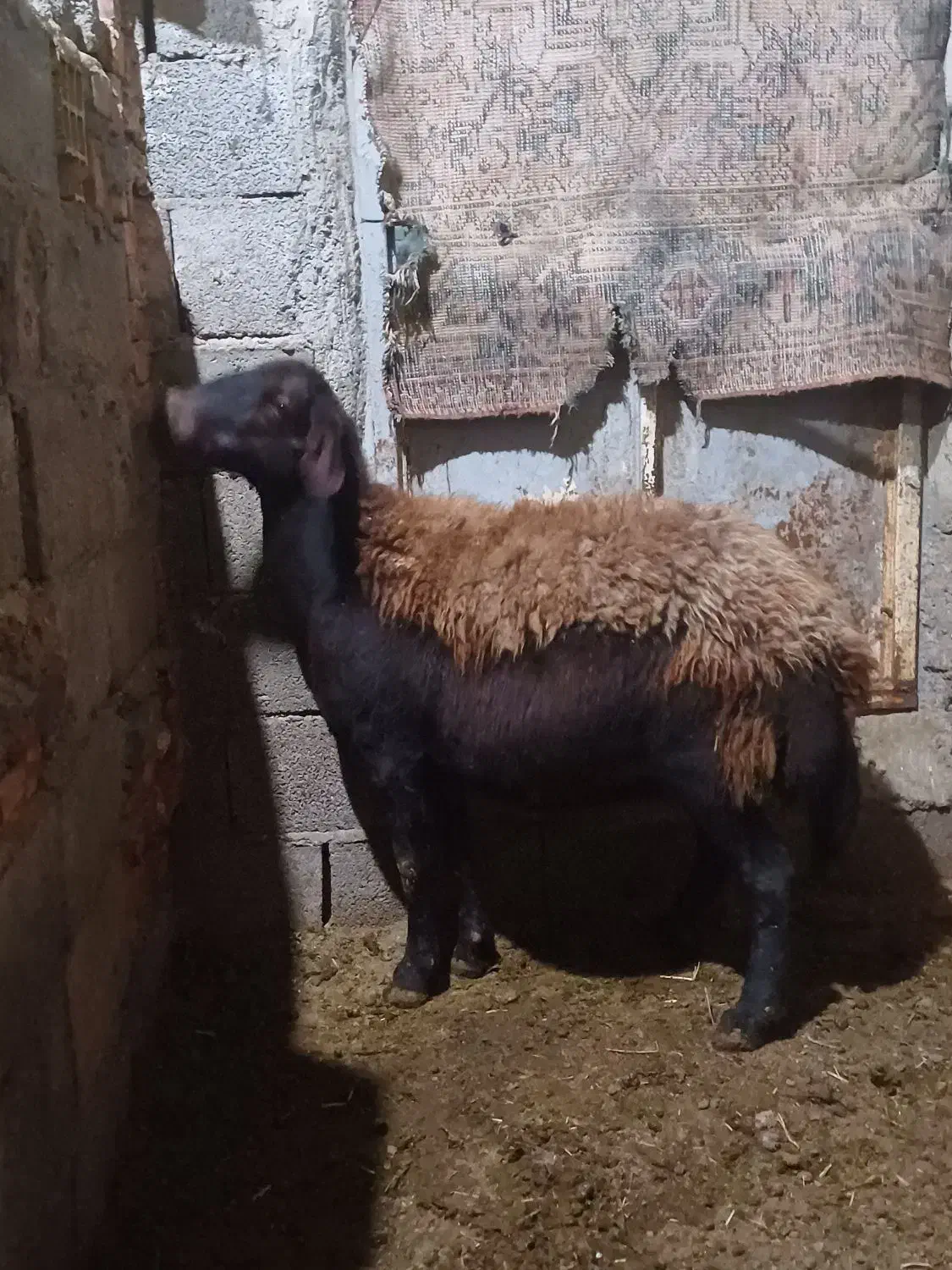 گوسفندماده جوان گوشتی|حیوانات مزرعه|تبریز, |دیوار