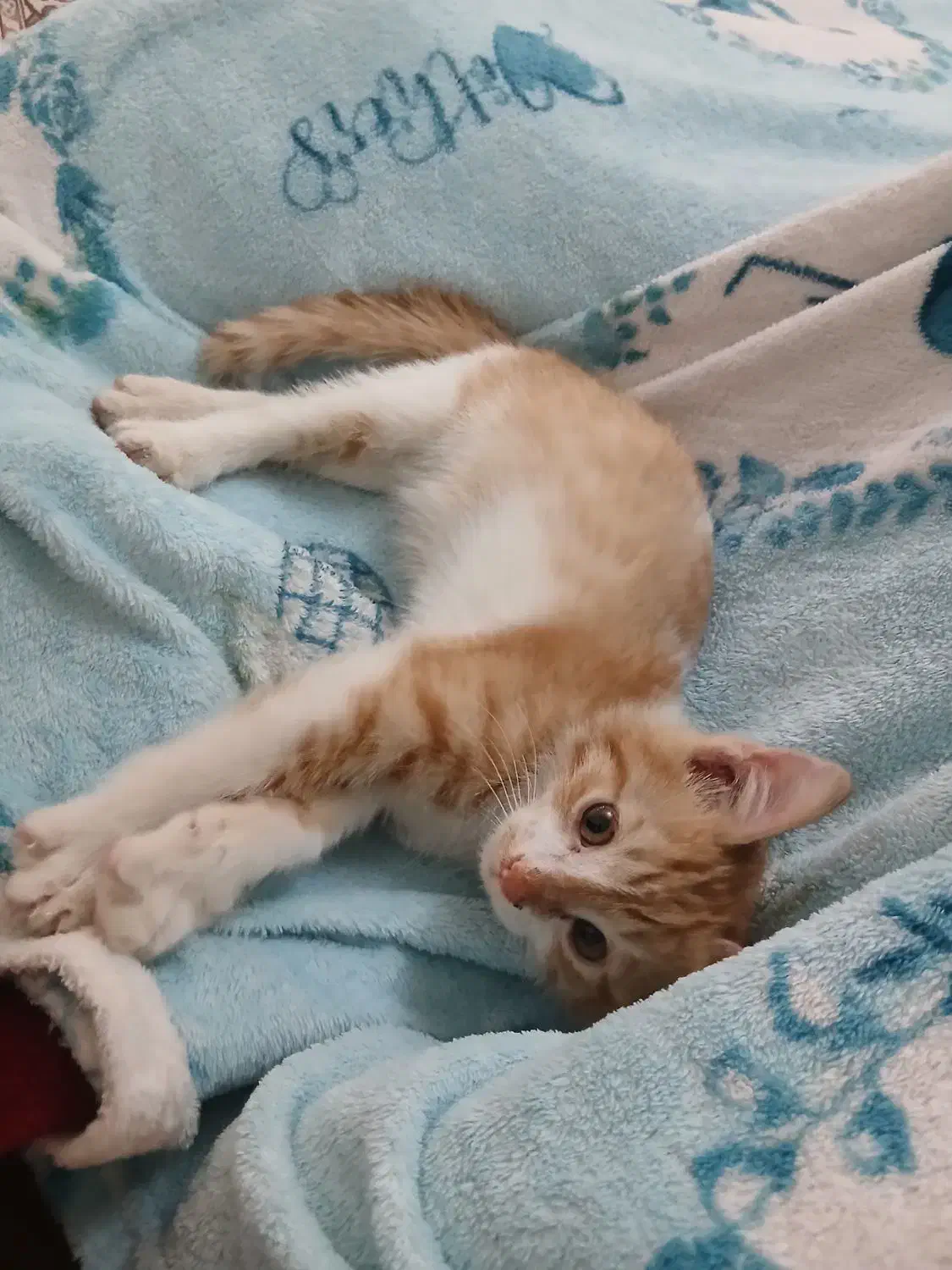 واگذاری بچه گربه رایگان|گربه|قدس, شهرقدس|دیوار