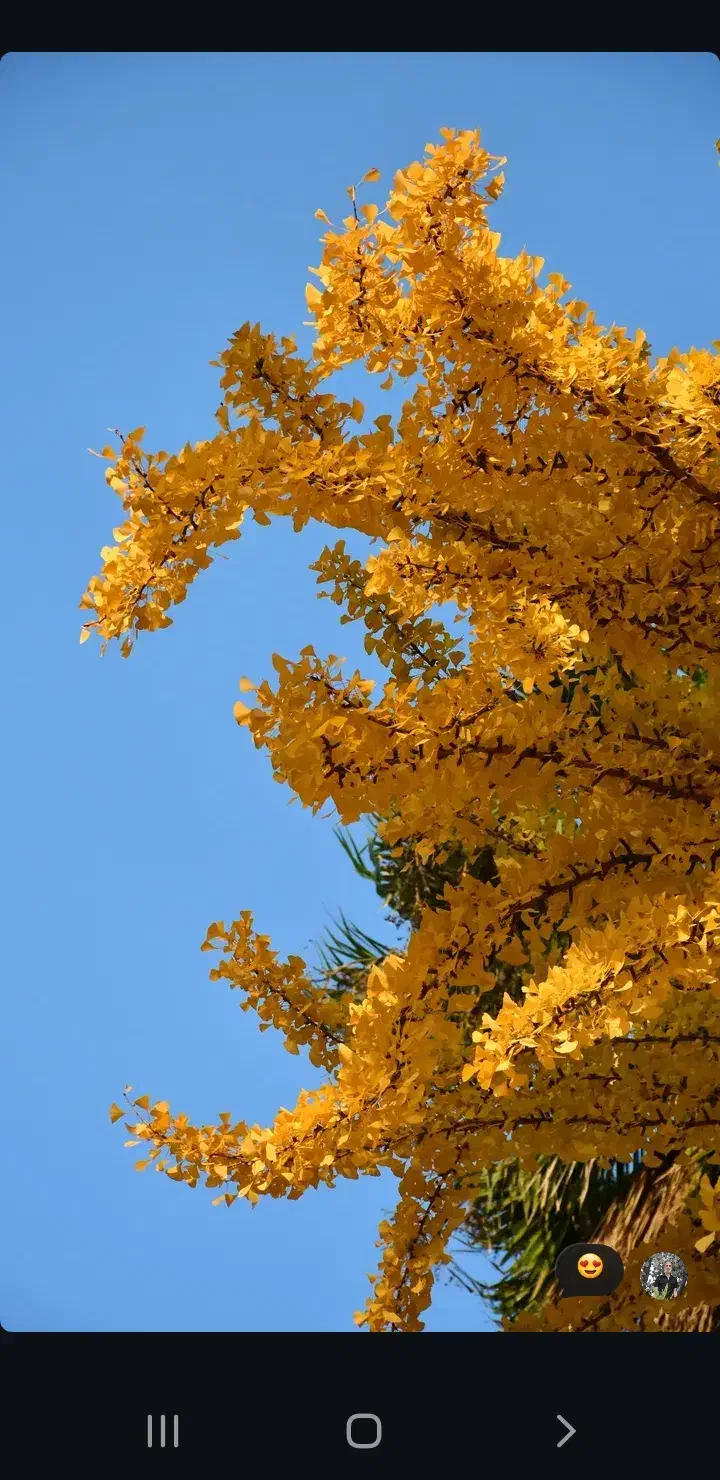 زمین مسکونی چهار دیواری مناسب خانه باغ در پیربکران|فروش زمین و ملک کلنگی|پیر بکران, |دیوار