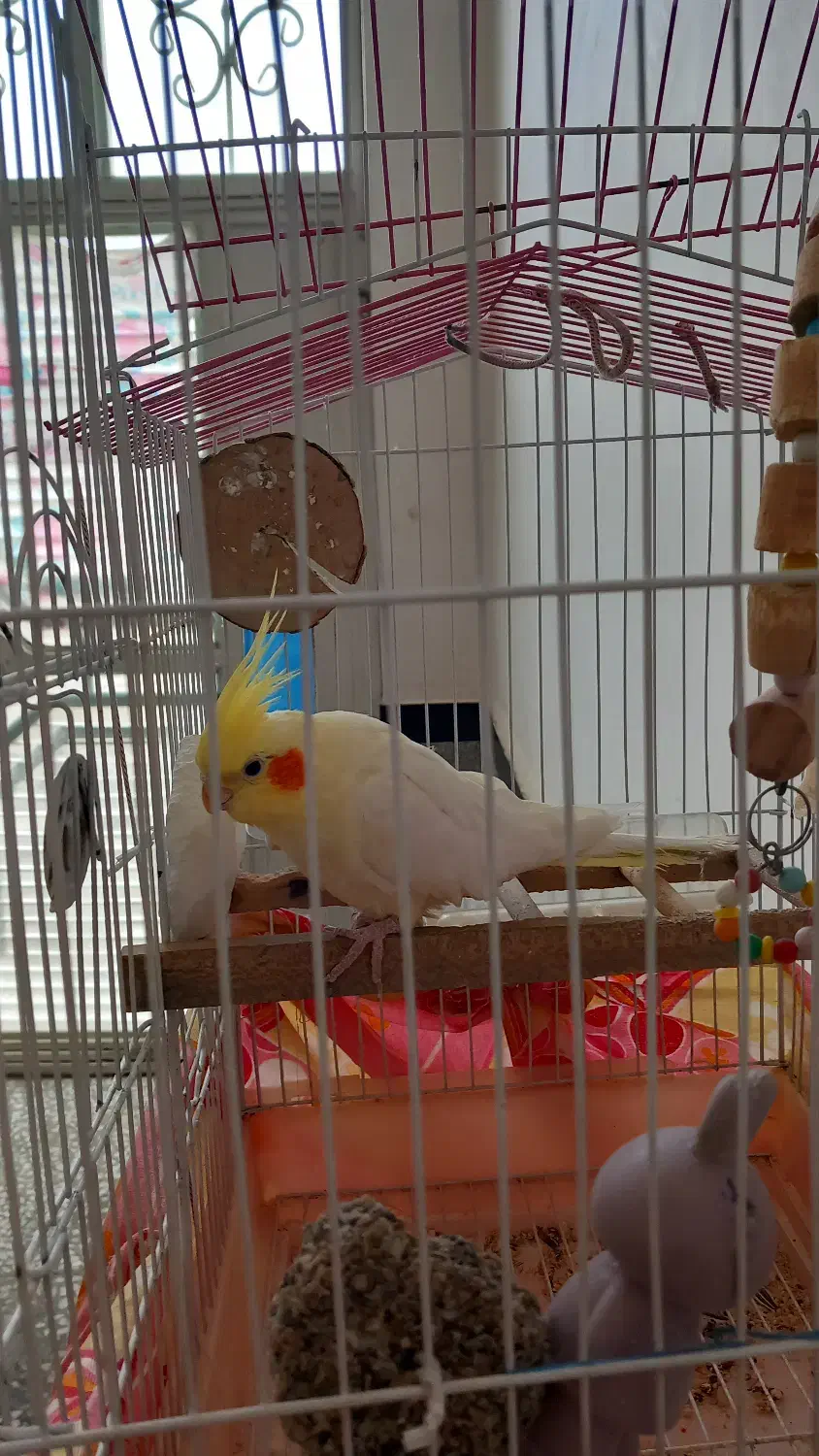 فروش عروس هلندی|پرنده|شاهین دژ, |دیوار