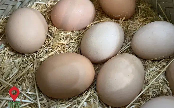 تخم مرغ محلی و تخم اردک اسراییلی|خوردنی و آشامیدنی|لیسار, |دیوار