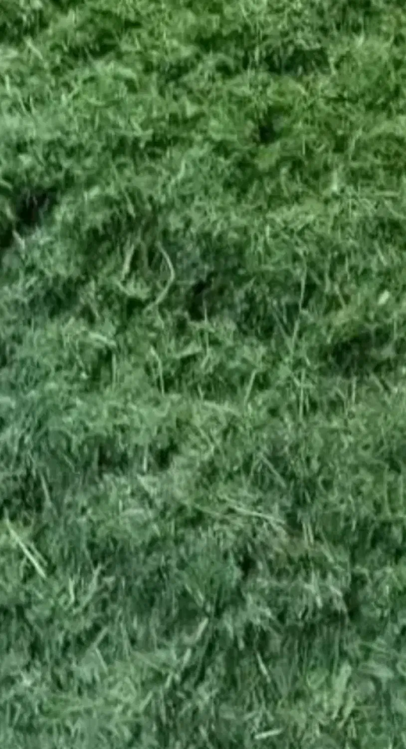 یونجه|لوازم جانبی حیوانات|جونقان, |دیوار