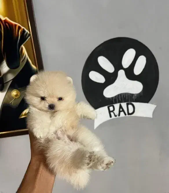 مجموعه پت راد|سگ|مشهد, چهارچشمه|دیوار