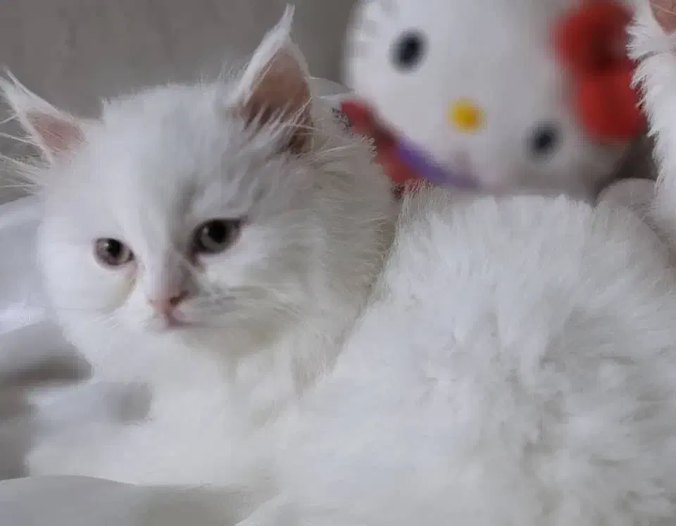 فروش بچه گربه نژاد پرشین|گربه|لار, |دیوار