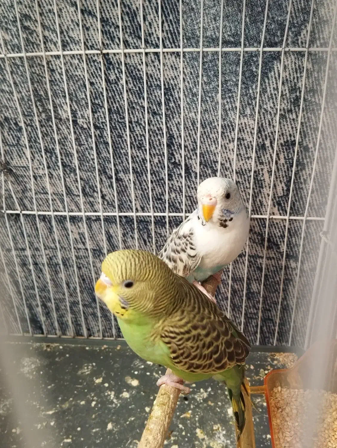 مرغ عشق|پرنده|شیروان (خراسان), |دیوار