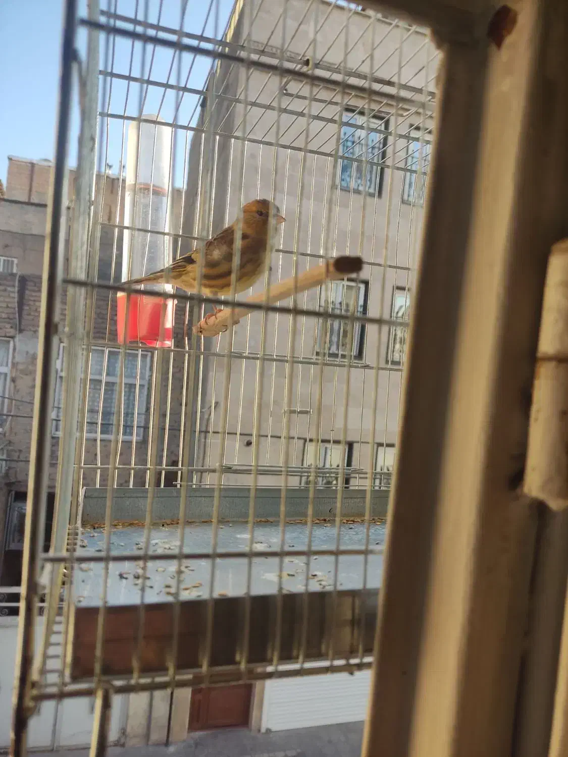 جوجه سهره قناری نر|پرنده|تهران, شمیراننو|دیوار