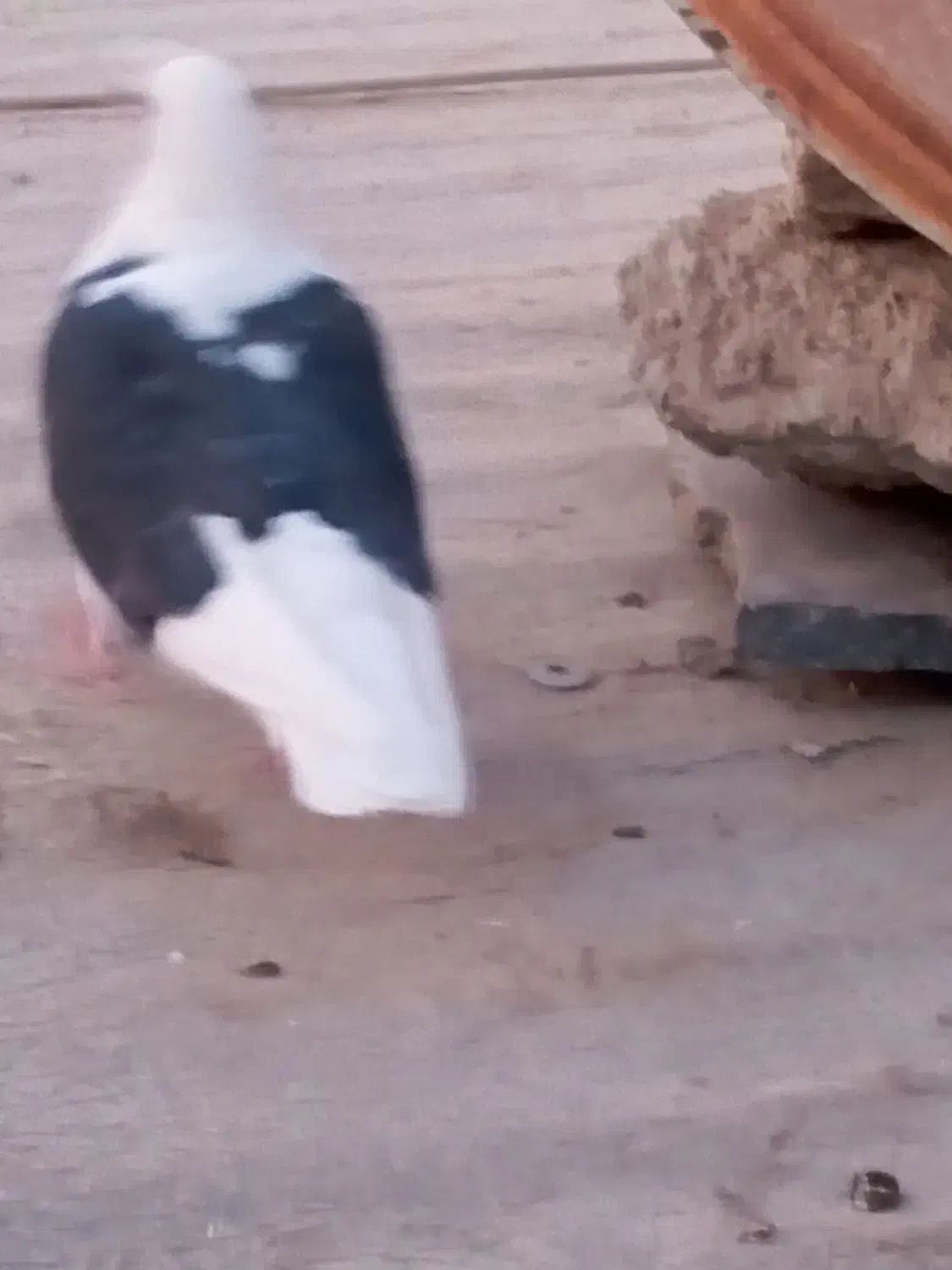 فروش دوتا کبوتر ماده با یه جوجه چای رام|پرنده|الوند, |دیوار