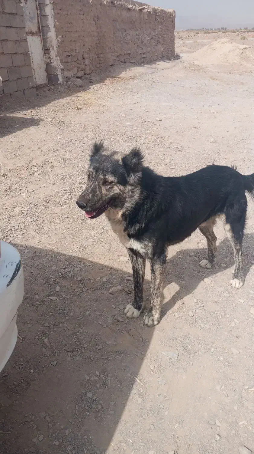 گمشده|سگ|درمیان, |دیوار